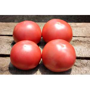 ТЕТМ 010 F1 - томат индетерминантный, Takii Seed Япония фото, цена